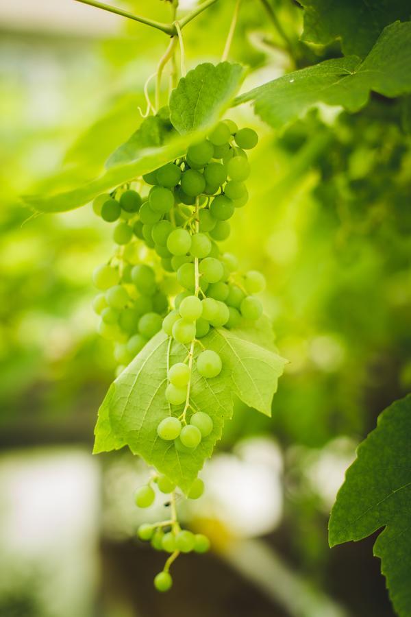 Abbie'S Garden Bed & Breakfast Grand Bank エクステリア 写真