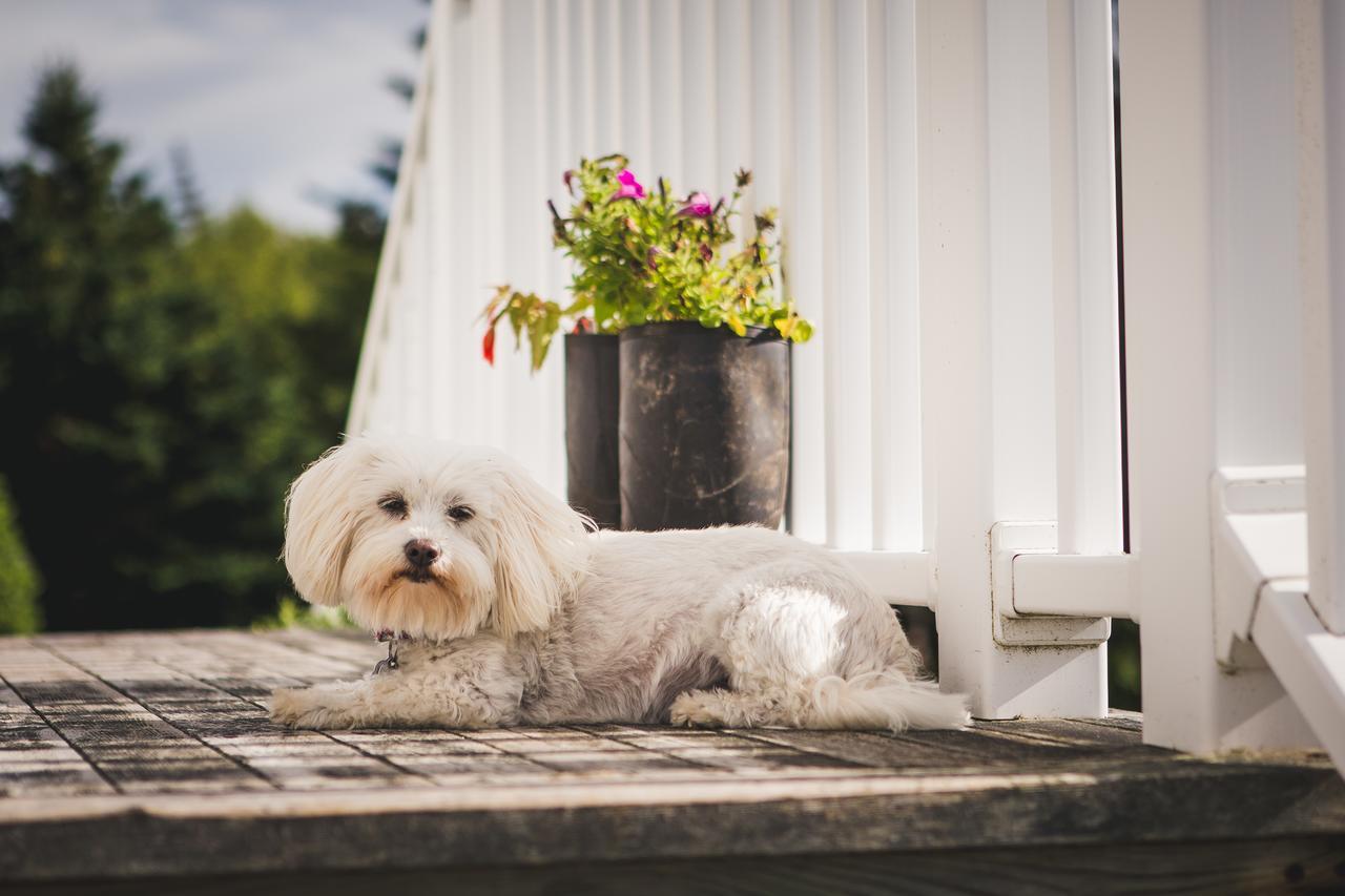 Abbie'S Garden Bed & Breakfast Grand Bank エクステリア 写真