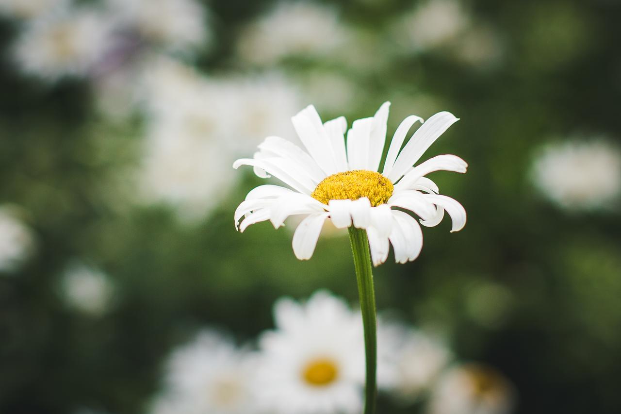 Abbie'S Garden Bed & Breakfast Grand Bank エクステリア 写真
